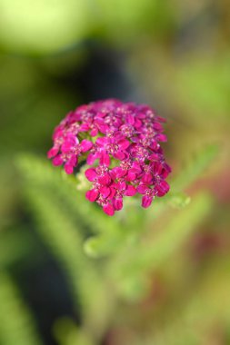 Pembe Yarrow - Latince adı - Achillea millefolium