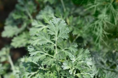 Common wormwood leaves - Latin name - Artemisia absinthium clipart