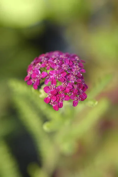 Pink Yarrow Latin Name Achillea Millefolium — Stock Photo, Image