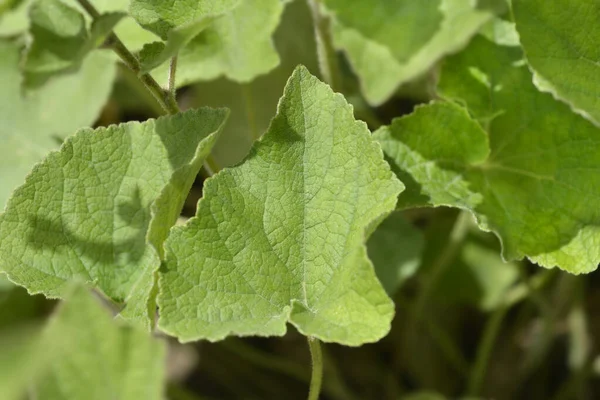 Żółto Białe Liście Dzwonka Nazwa Łacińska Campanula Ochroleuca — Zdjęcie stockowe