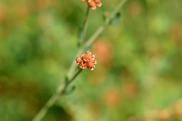 Herb Canary Clover Seed Latin Név Dorycnium Herbaceum Lotus Herbaceus — Stock Fotó