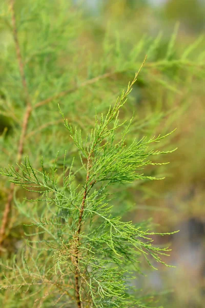 Tamariskbladeren Met Vier Meeldraden Latijnse Naam Tamarix Tetrandra — Stockfoto