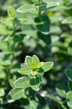 Wintercreeper Emerald Gaiety Latince adı Euonymus fortune ei Emerald Gaiety olan