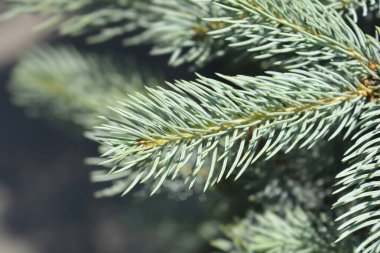 Colorado Mavisi Iseli Girişimi - Latince adı - Picea pungens Iseli Girişim