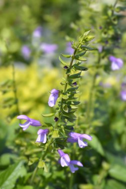 Salgoon Ladoga Gölü çiçekleri - Latince adı - Salvia Salgoon Ladoga Gölü