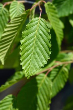 Ağlayan boynuz demeti Latince adı Carpinus Betulus Pendula 'yı terk eder.