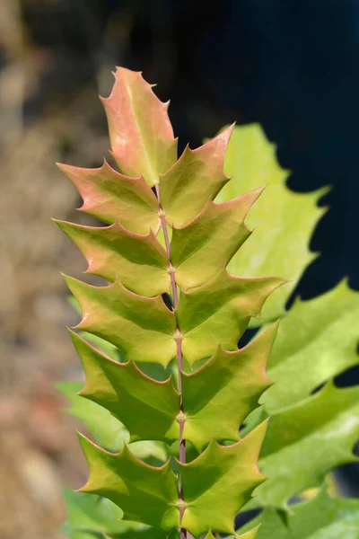 Oregon Üzüm Hayırseverlik Yaprakları Latince Isim Mahonia Medya Hayırseverliği — Stok fotoğraf