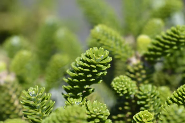 Korean Fir Latin Name Abies Koreana — Stock Photo, Image