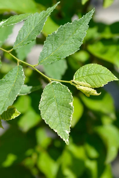 Wiązowa Gałąź Srebrzysta Nazwa Łacińska Ulmus Minor Silvery Gem — Zdjęcie stockowe