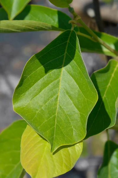 Magnolia Yulan Leaves Латинское Название Magnolia Denudata — стоковое фото