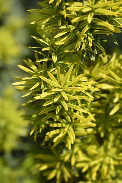 Irish Yew Fastigiata Latinský Název Taxus Baccata Fastigiata — Stock fotografie