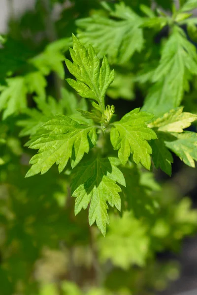 Armoise Panachée Oriental Limelight Leaves Nom Latin Artemisia Vulgaris Oriental — Photo