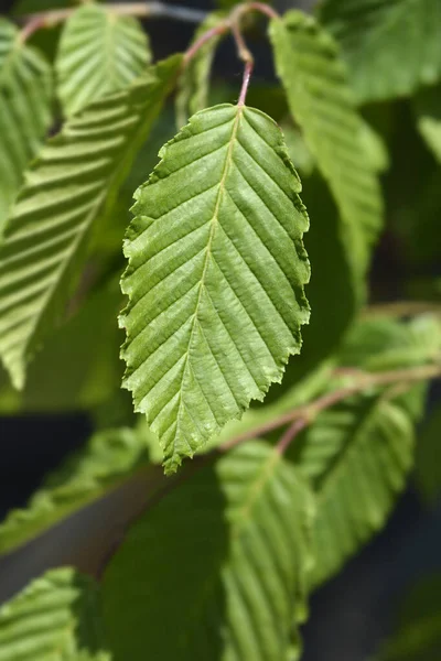 Плачущие Листья Рога Латинское Название Carpinus Betulus Pendula — стоковое фото