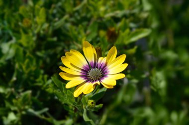 Afrika papatyası Mavi Gözlü Güzel - Latince adı Osteospermum Mavi Gözlü Güzel