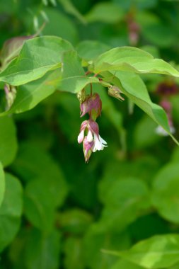 Himalaya hanımeli - Latince adı - Leycesteria formosa