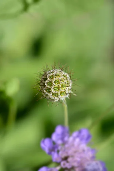 Cabeça Semente Alfinete Japonesa Nome Latino Scabiosa Japonica — Fotografia de Stock