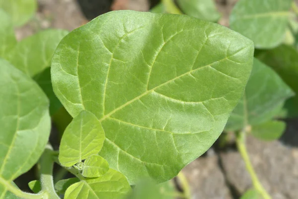 Hojas Tabaco Azteca Nombre Latino Nicotiana Rustica —  Fotos de Stock