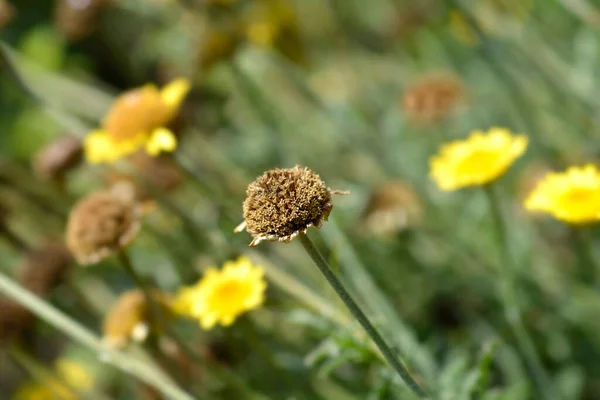 Gelber Kamillenkopf Lateinischer Name Cota Tinctoria Anthemis Tinctoria — Stockfoto