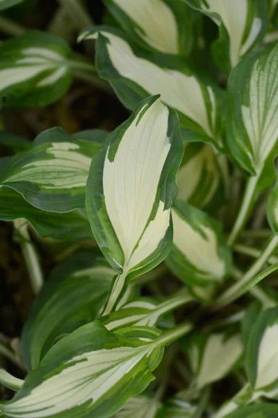 One Striped Wavy Plantain Lily Leaves Latin Name Hosta Undulata — Stock Photo, Image