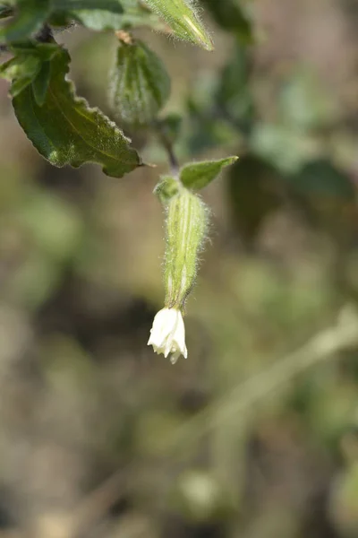 White Campion Flower Bud Latin Name Silene Latifolia Subsp Alba — Stock Photo, Image