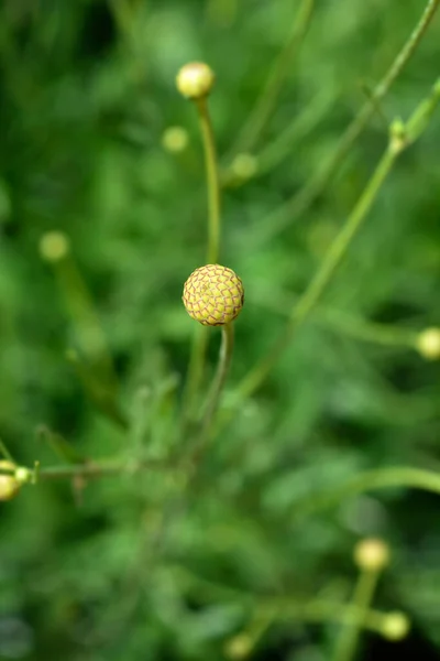 Białe Pąki Kwiatowe Łacińska Nazwa Cephalaria Leucantha — Zdjęcie stockowe