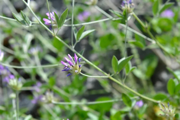 Kwiat Trefolii Bitumicznej Nazwa Łacińska Bituminaria Bituminosa — Zdjęcie stockowe