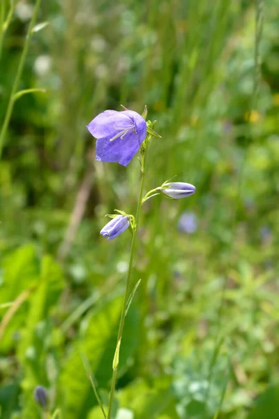 Pêssego Folhas Pêssego Nome Latino Campanula Persicifolia — Fotografia de Stock