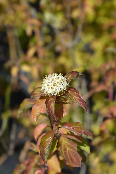 Dogwood Winter Beauty Латинское Название Cornus Sanguinea Winter Beauty — стоковое фото