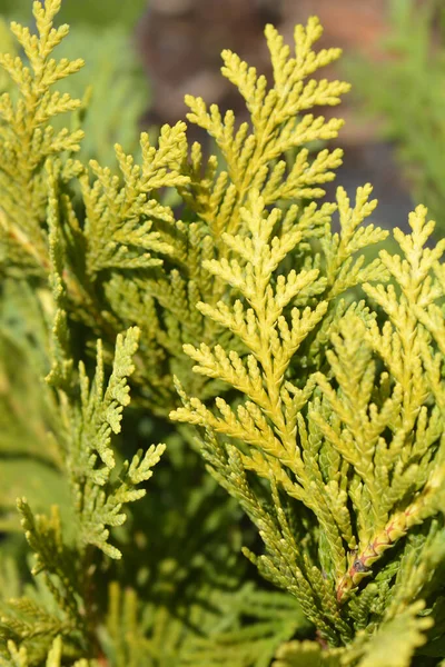 Lawsons Cypress Sunkist Latin Name Chamaecyparis Lawsoniana Sunkist — Stock Photo, Image