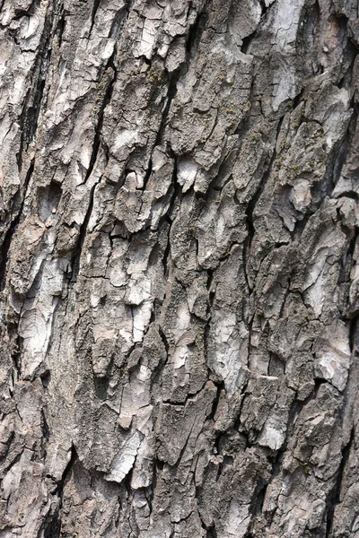 Detail Der Rosskastanienrinde Lateinischer Name Aesculus Hippocastanum — Stockfoto