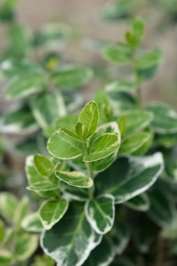 Wintercreeper Emerald Gaiety - Latince adı Euonymus fortune ei Emerald Gaiety