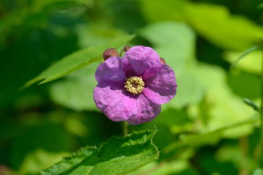 Çiçekli ahududu pembesi çiçeği yakın plan - Latince adı Rubus odoratus