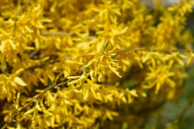 Ağlayan sarı çiçekler - Latince adı - Forsythia asması