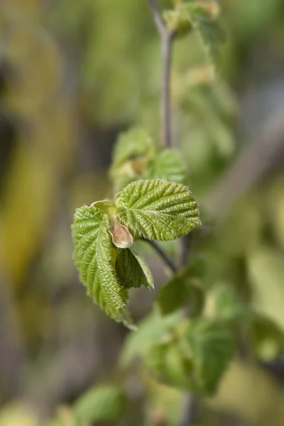 Common Hazel New Leaves Latin Name Corylus Avellana — Stock Photo, Image