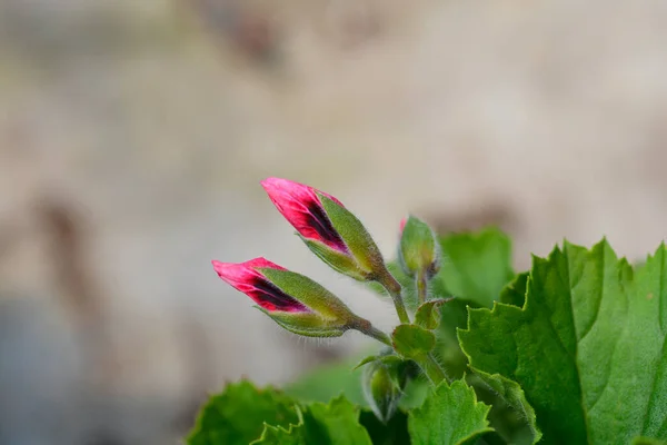 Regal Pelargonium Hybrid Flower Buds Latin Name Pelargonium Domesticum Pelargonium — Stock Photo, Image