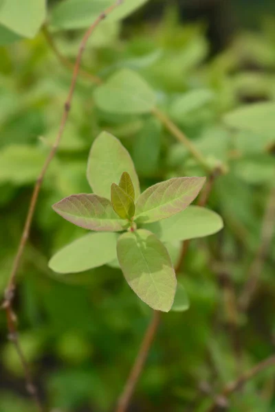 Liście Miodu Łacińska Nazwa Lonicera Caerulea Var Kamtschatica — Zdjęcie stockowe