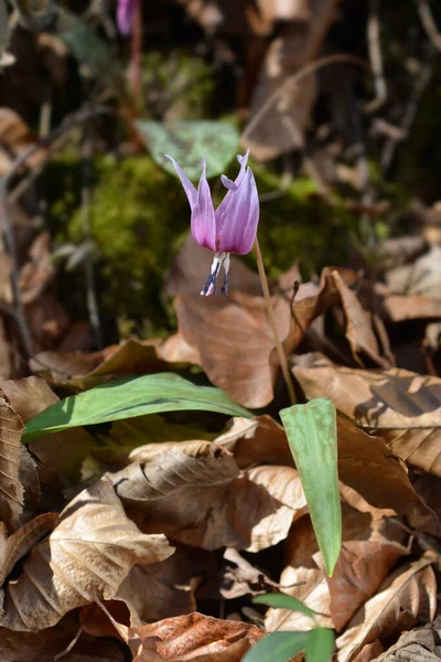 Dogs Tooth Violet Flower Latin Name Erythronium Dens Canis — Stock Photo, Image