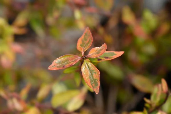 Folhas Caleidoscópio Abelia Nome Latino Abelia Grandiflora Caleidoscópio — Fotografia de Stock