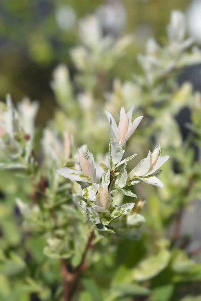 Dwarf Flamingo Willow Hakuro Nishiki Latin Name Salix Integra Hakuro — Stock Photo, Image