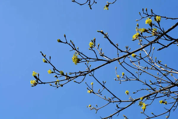 Norway Maple Branches Flowers Buds Blue Sky Latin Name Acer — стоковое фото