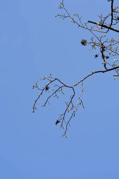 青い空に対する新しい葉や種子を持つトルコのヘイゼルの枝 ラテン語名 Corylus Colurna — ストック写真