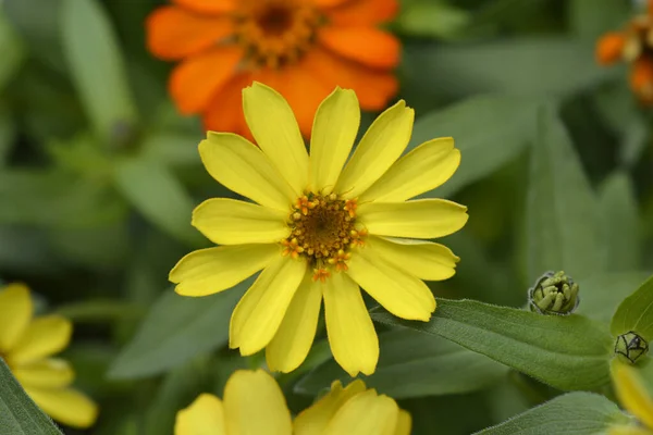 Gelbe Zinnie Lateinischer Name Zinnia Elegans — Stockfoto