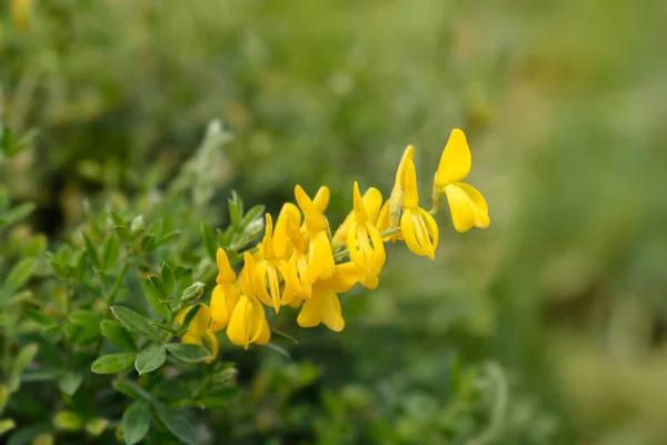 Escoba Pascua Nombre Latino Genista Spachiana —  Fotos de Stock