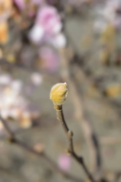 Gwiazda Magnolia Kwiat Pąk Łacińska Nazwa Magnolia Stellata — Zdjęcie stockowe