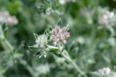 Kıllı kanarya yoncası - Latince adı - Dorycnium hirsutum