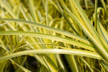 Slender Sweet Flag Ogon yaprakları - Latince adı - Acorus gramineus