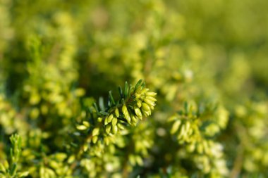 Darley Dale Heath - Latince adı - Erica * Darleyensis
