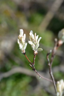 Karlı mespilus beyaz çiçek tomurcuklarını kapatın - Latince adı - Amelanchier ovalis