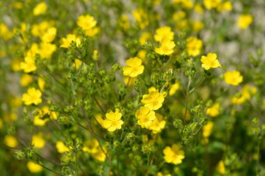 Slender cinquefoil sarı çiçekler - Latince adı - Potentilla gracilis