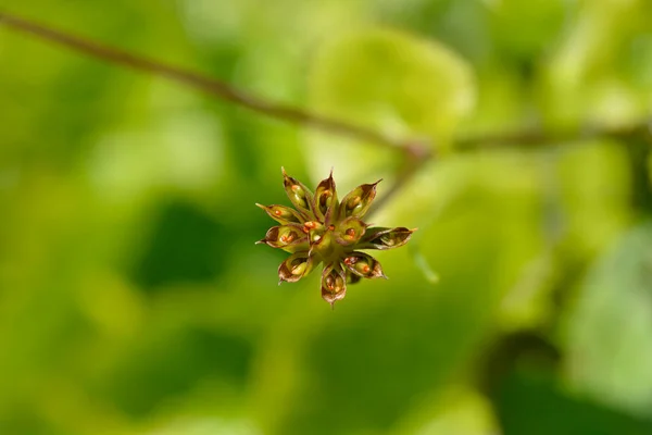 Marsh Marigold Seed Pods Латинское Название Caltha Palustris — стоковое фото